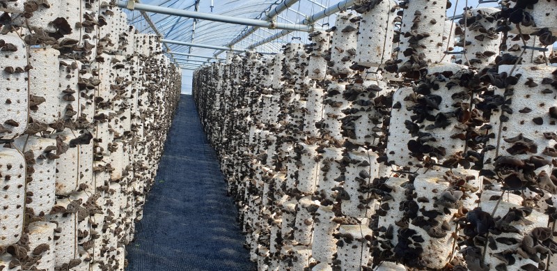 ������ ������ ���� �� Ű��� �־��