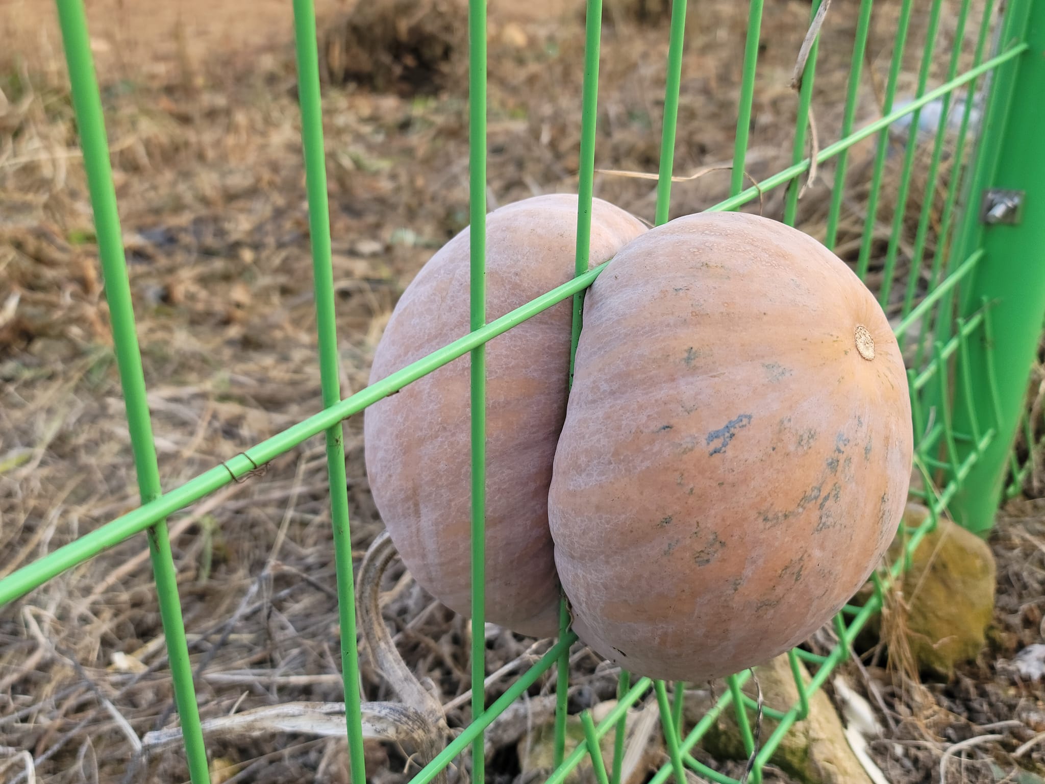 [���򼭽�] ��Ÿ���� ���� ���� ȣ��