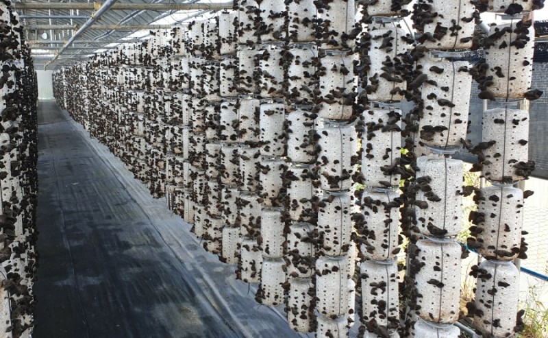 ���̹��� �����, ������� Ư¡