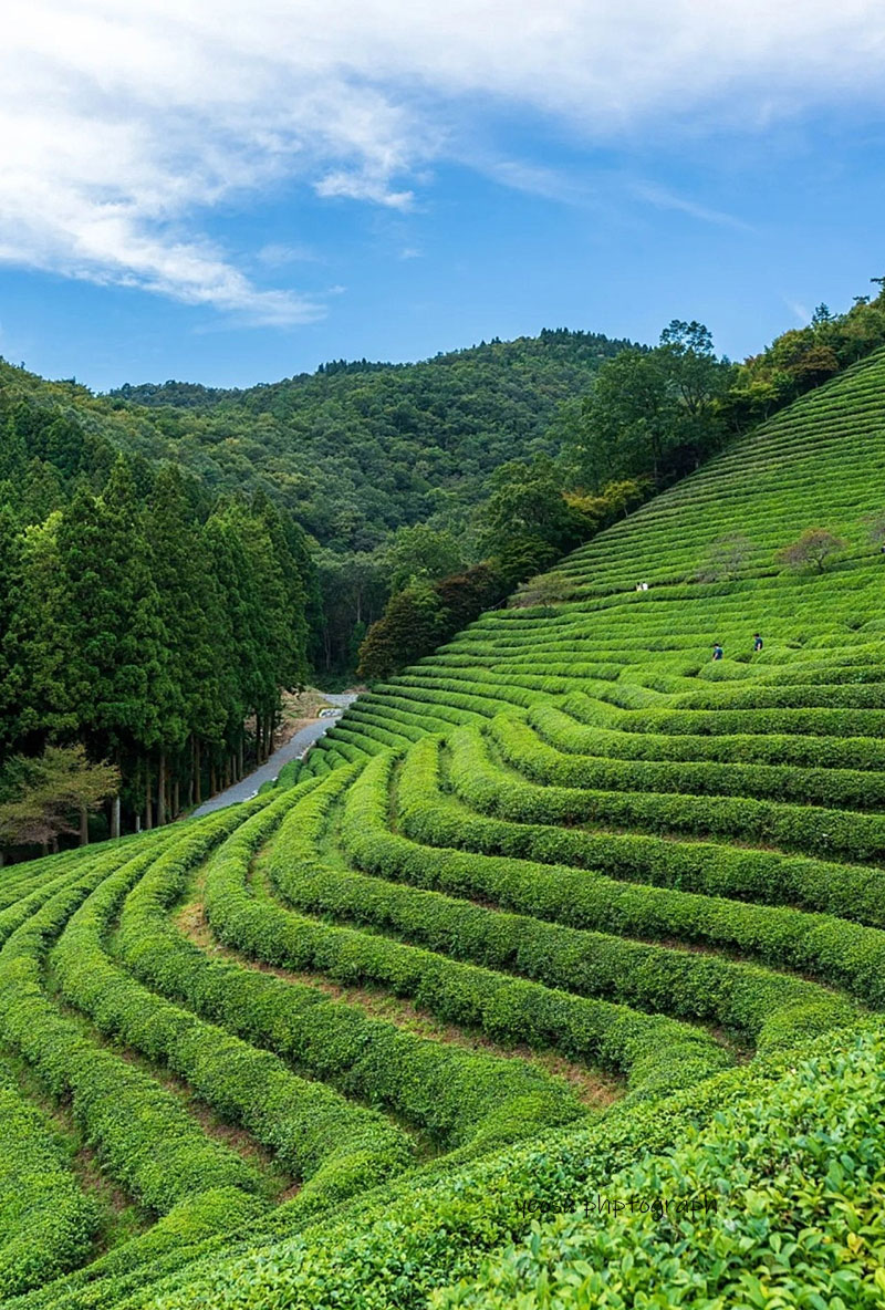 ���� ������