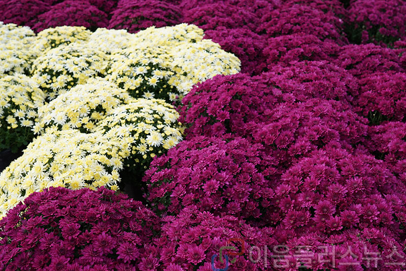 ������  ����ȸ ����