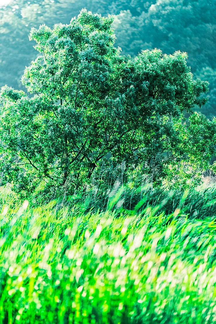 �����Ƽ��� �ڿ��޾縲