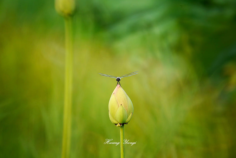 ������ ����