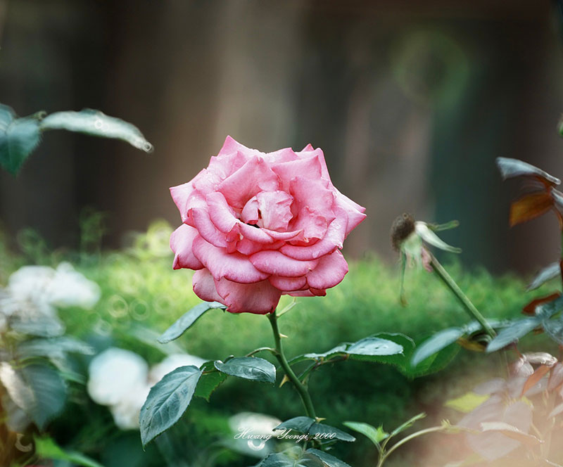 �� ���� ���ڶ����� ū ������ �з��Դ�.