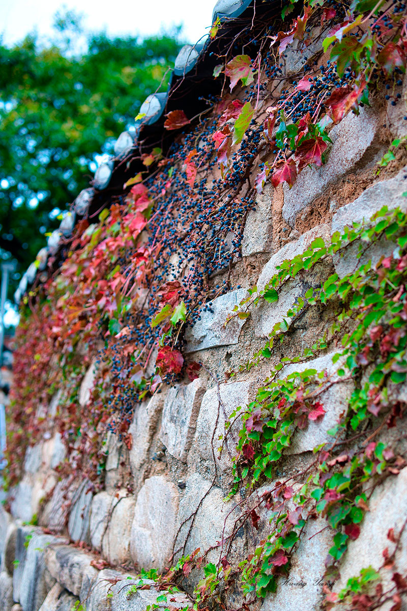 ������ �����