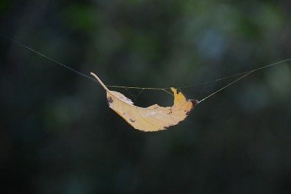 [�Ƶ鷯�� ���νɸ��а� �ݷ�] ���� �ȳ��Ƶ鷯, �ҿ����� ���� ���ݷ����� ���С�