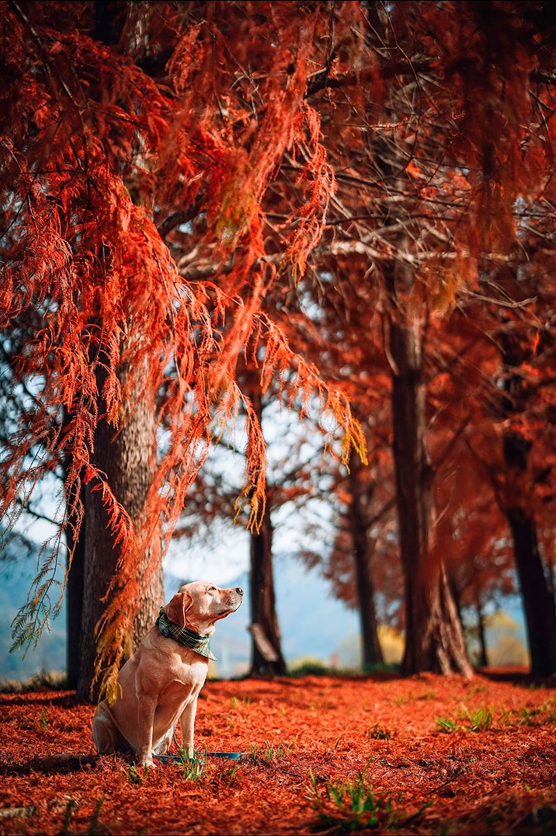 �����̾߱�