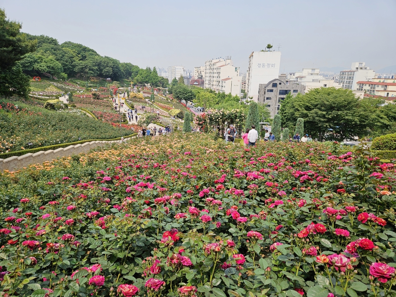 ��õ�� ������� �鸸������̿�, 151�� ��̷� �ù� ����